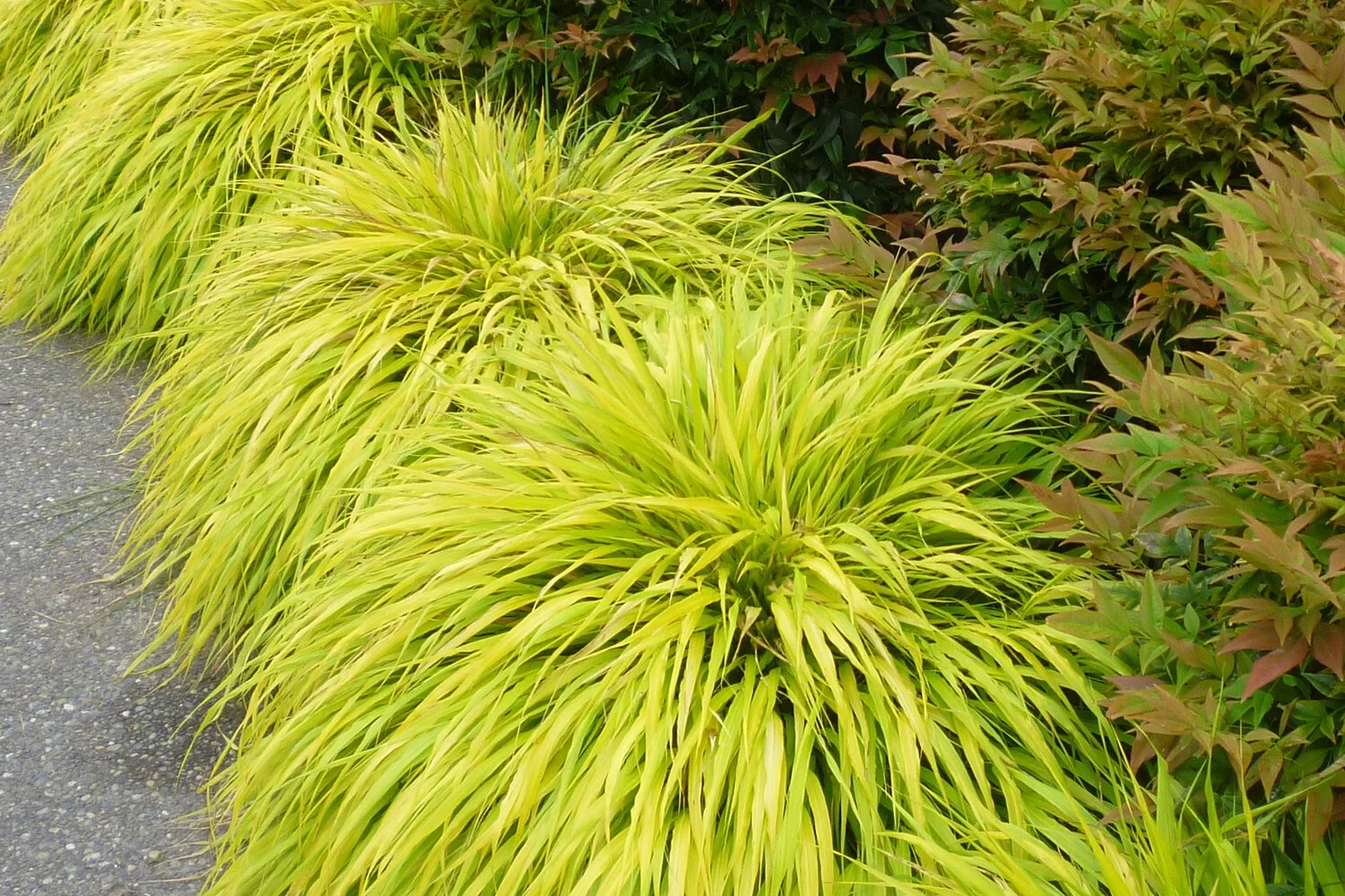 Hakonechloa macra All Gold Japanese Forest Grass