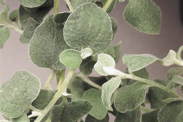 Helichrysum Licorice