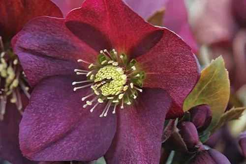 Helleborus Ice N Roses Red Hellebore