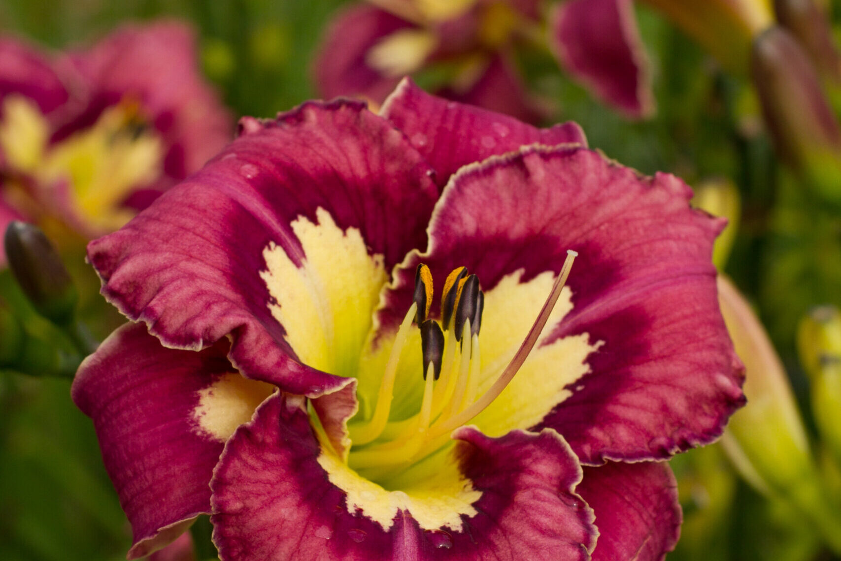 Hemerocallis-Catcher-in-the-Eye