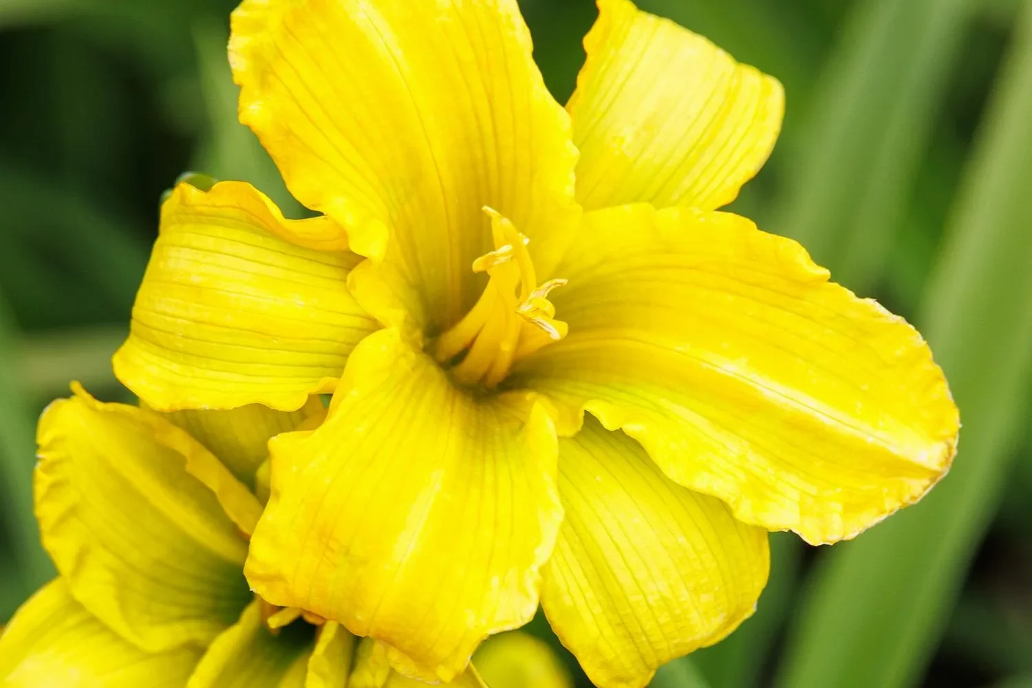 Hemerocallis See You Tomorrow Daylily