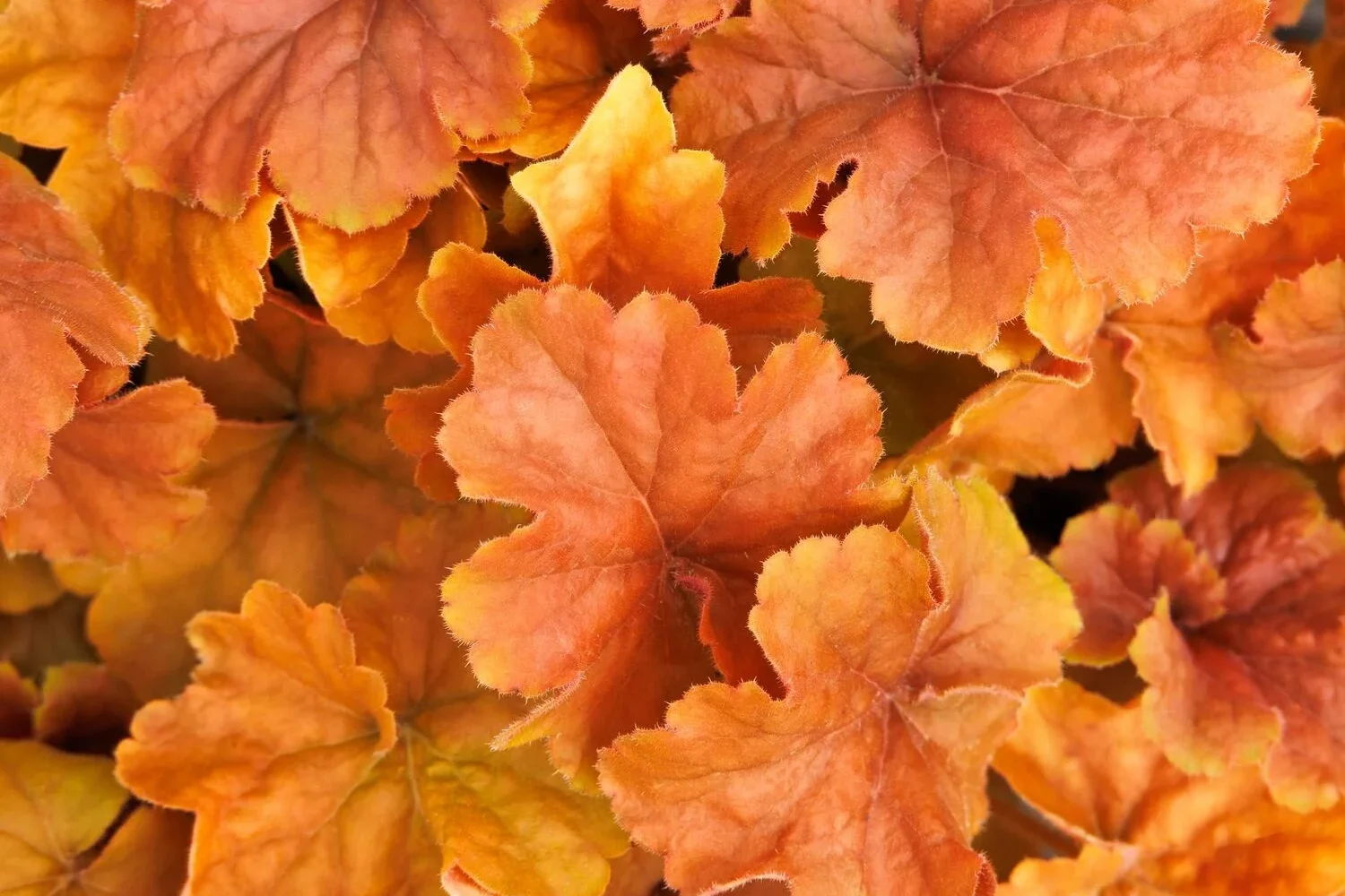 Heuchera Northern Exposure Amber