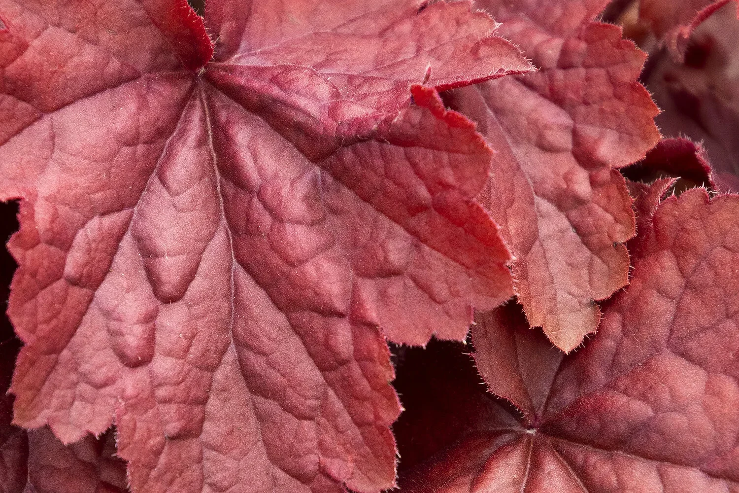 Heuchera Northern Exposure Red