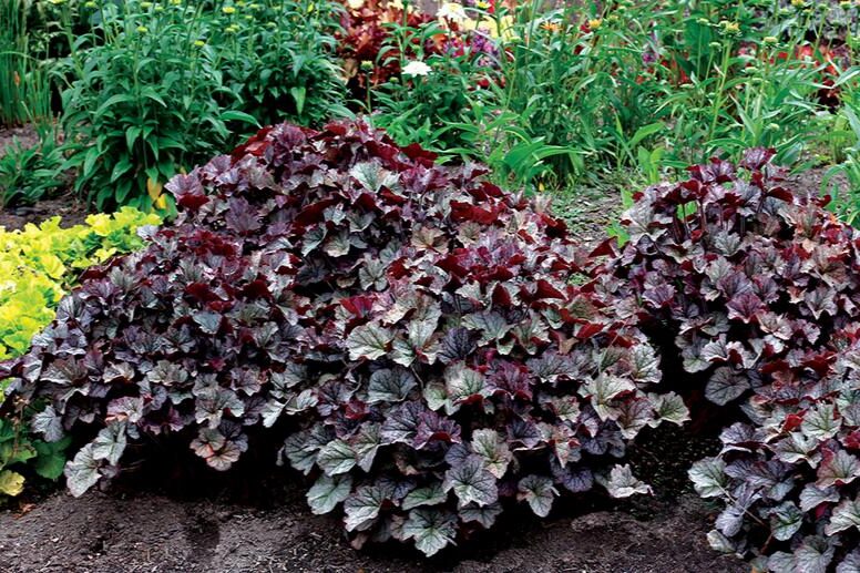 Heuchera Northern Exposure Silver