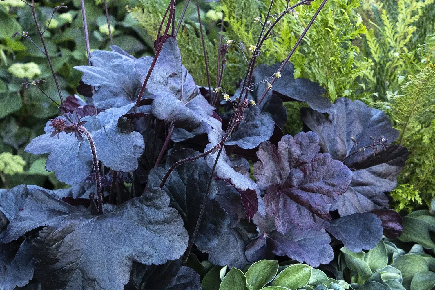 Heuchera Obsidian