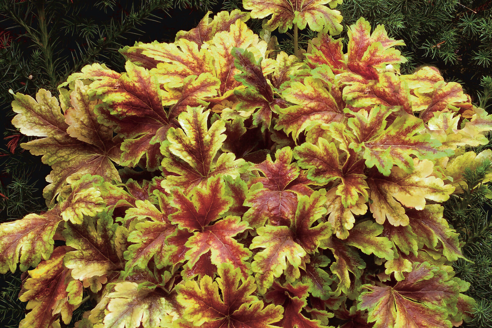 Heucherella-Golden-Zebra