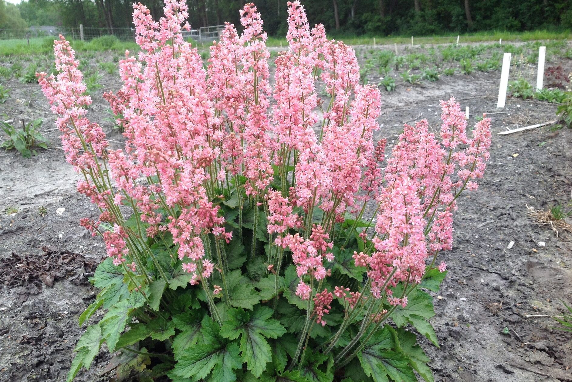 Heucherella-Pink-Revolution