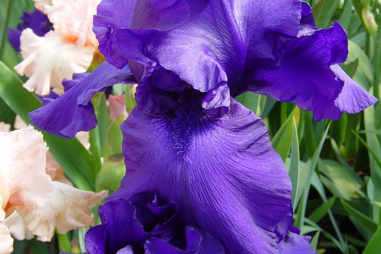 Iris-germanica-Breakers