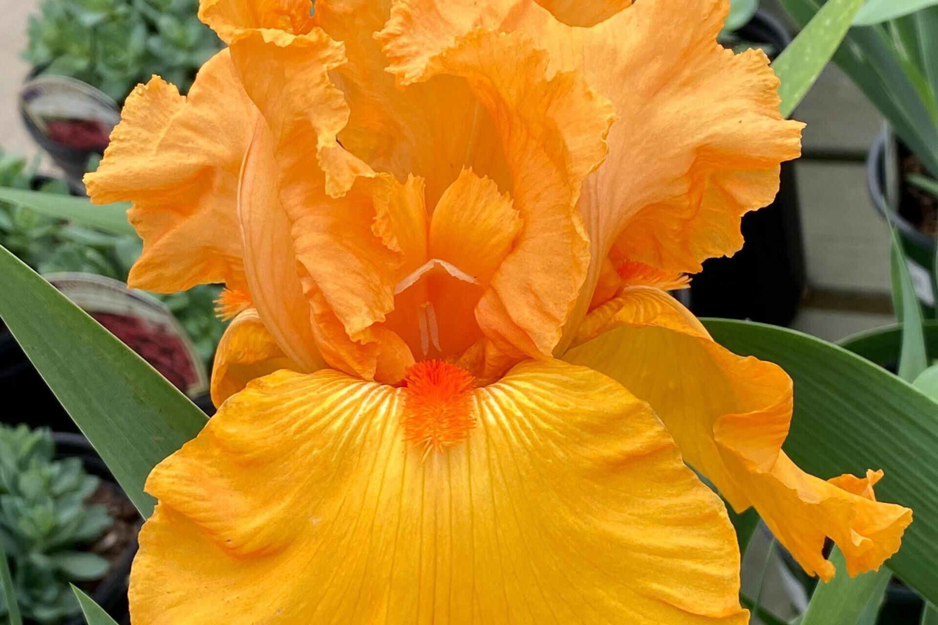 Iris-germanica-Savannah-Sunset