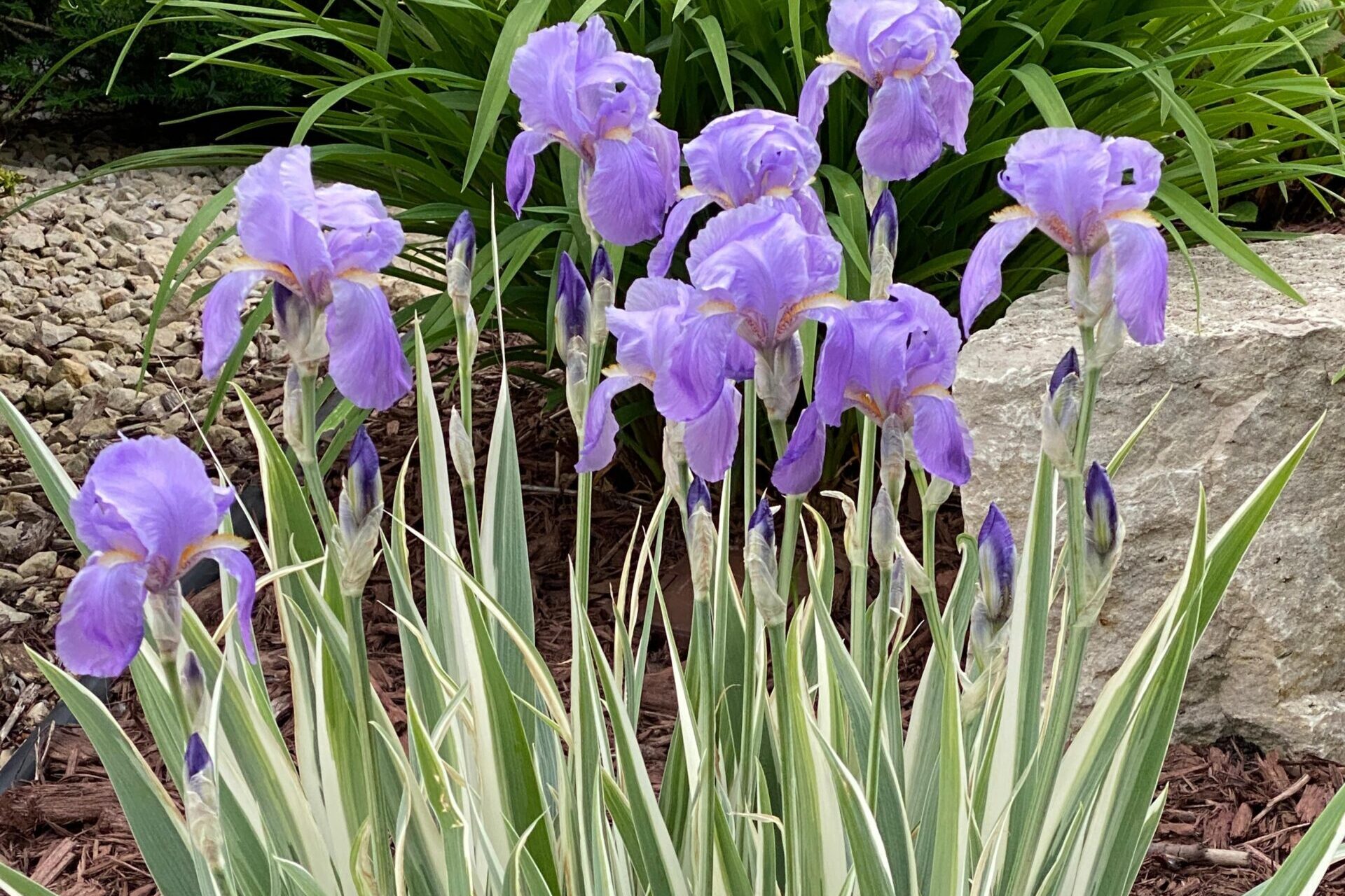 Iris-pallida-Albovariegata (1)