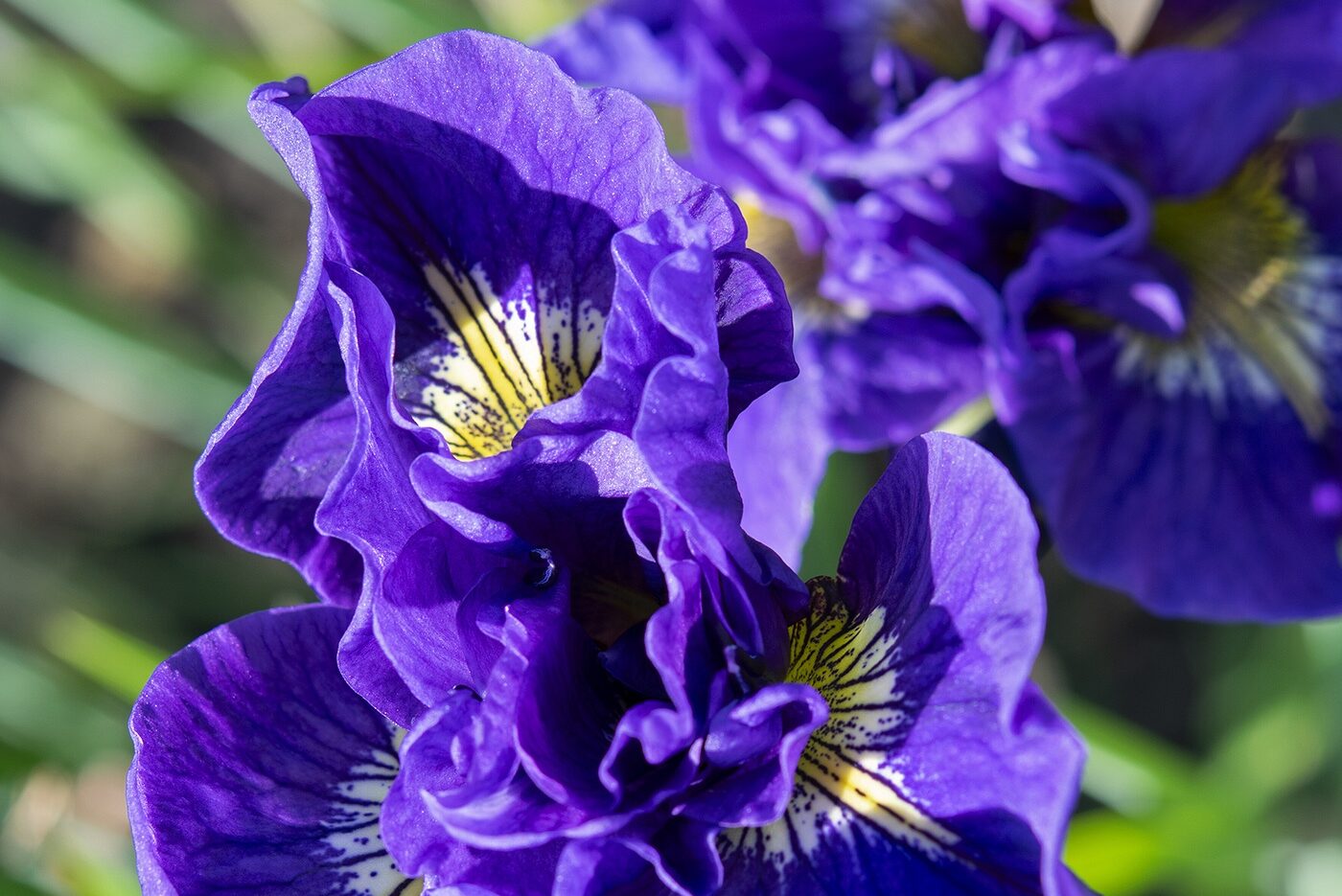 Iris sibirica Double Standard Siberian