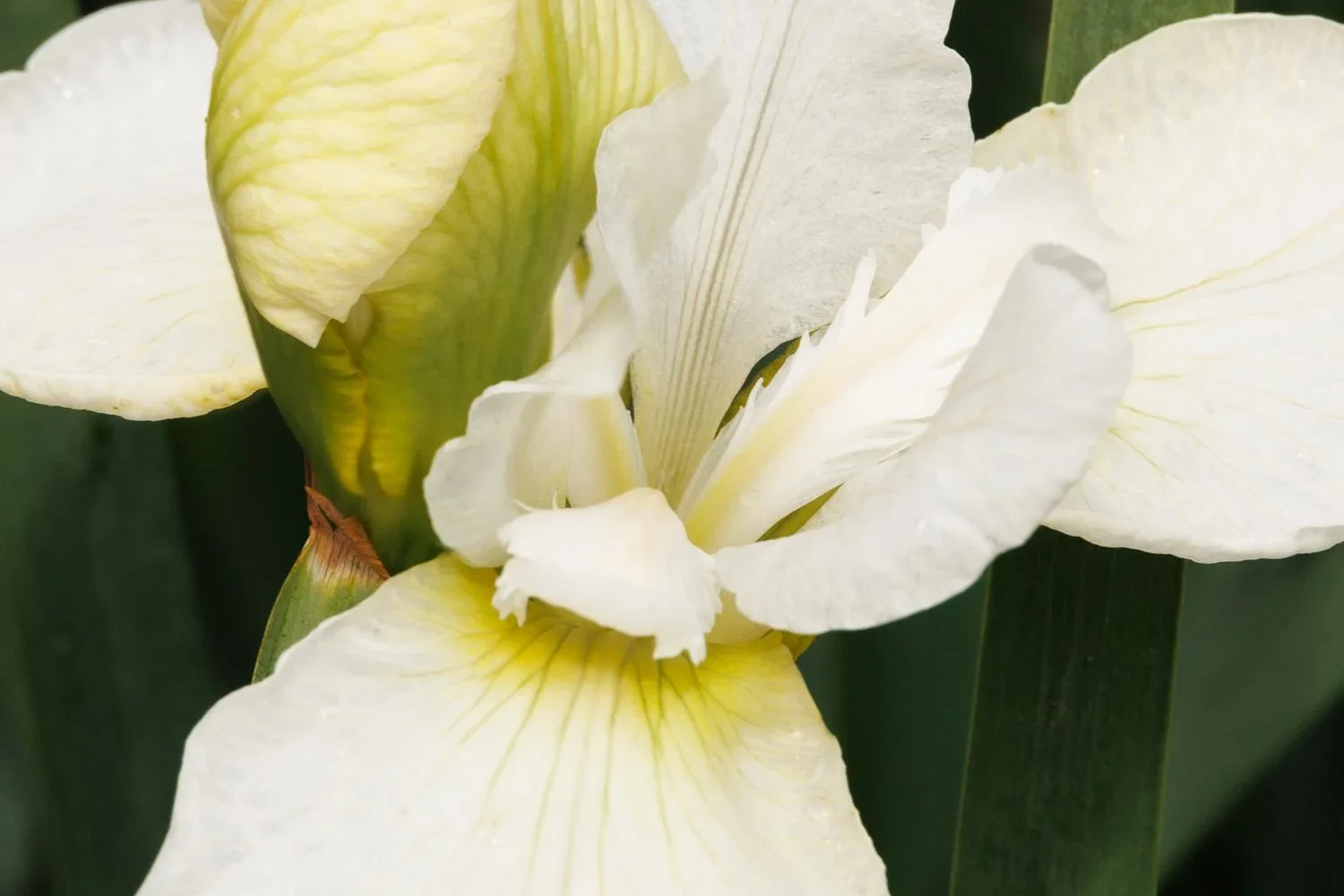 Iris sibirica Swan in Flight Siberian