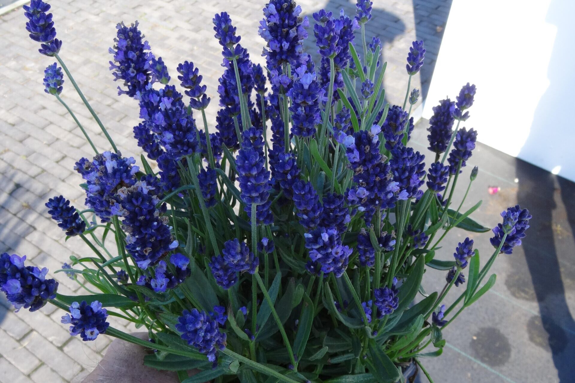 Lavandula-angustifolia-Super-Blue