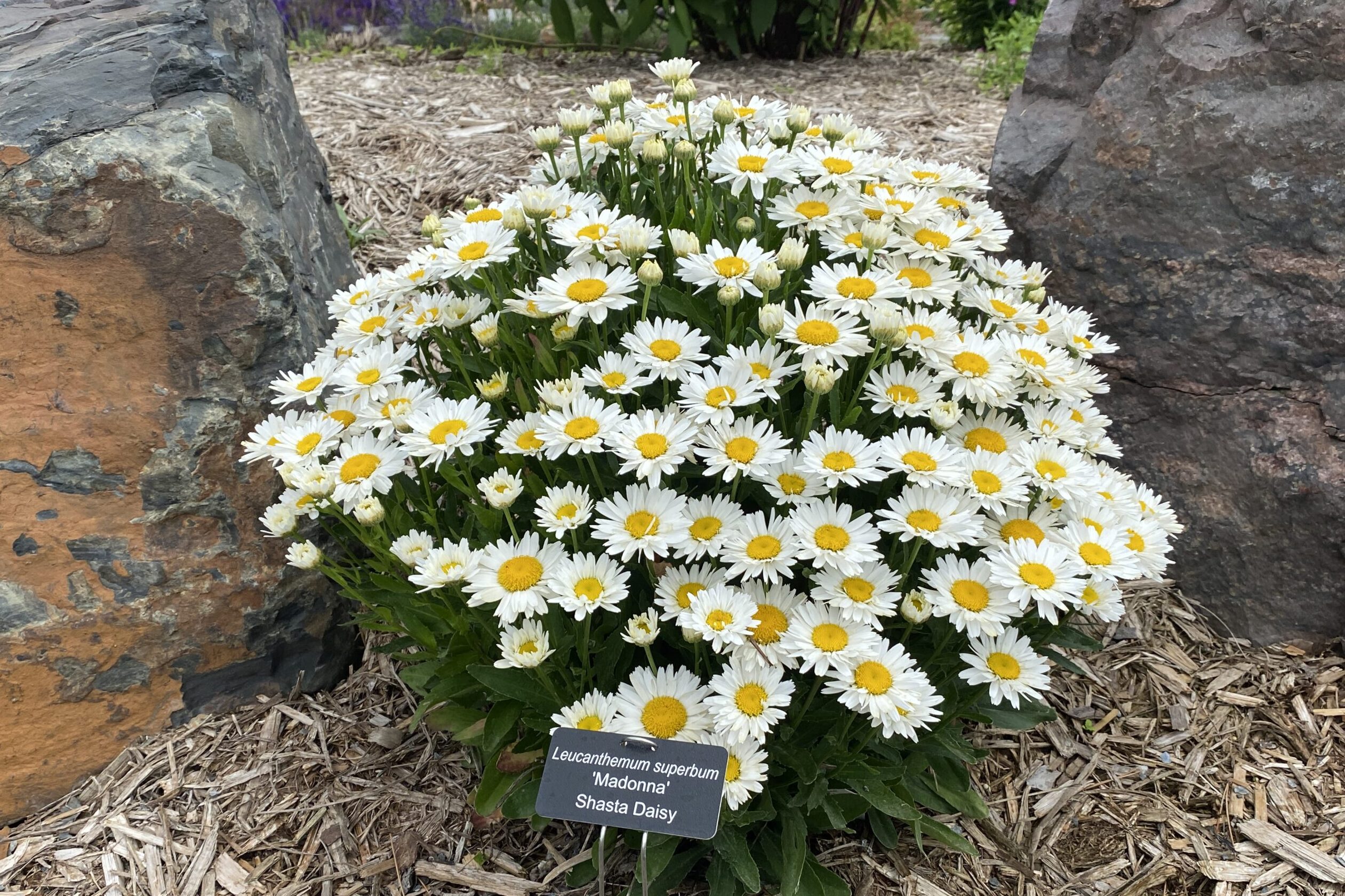 Leucanthemum-superbum-Madonna