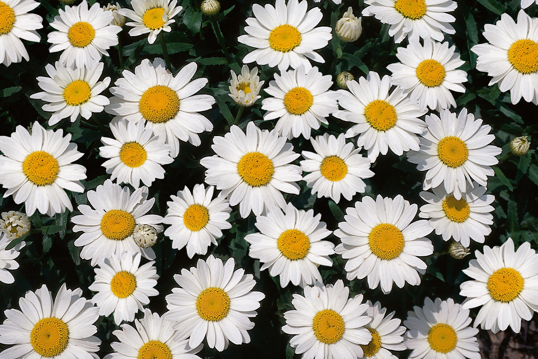 Leucanthemum-superbum-Snowcap