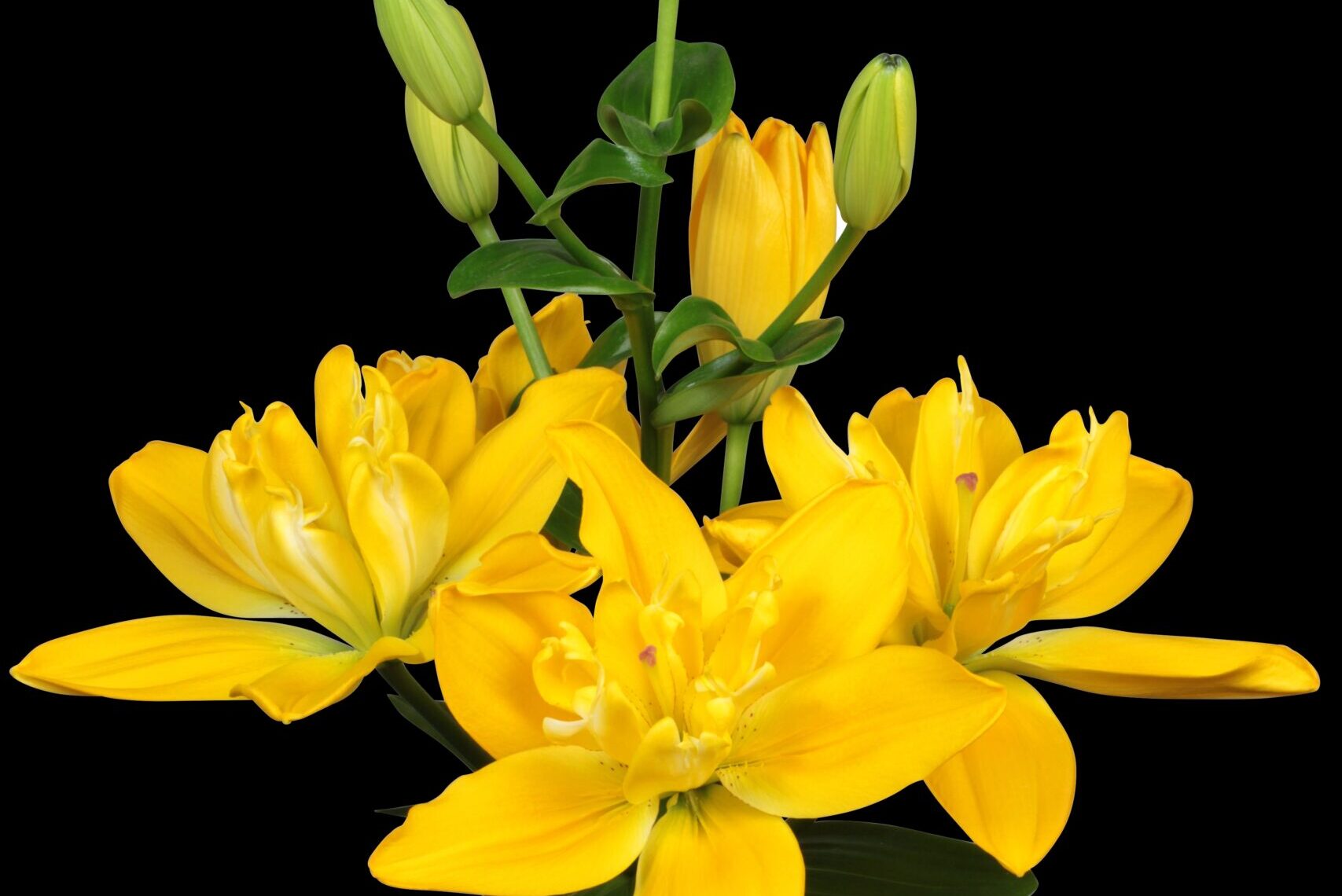Lilium--LA-Hybrid-Lily-Beverly-Gold