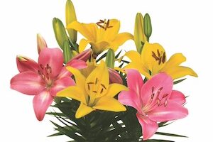 Lilium--LA-Hybrid-Lily-Summer-Summer-Eclipse-Combo