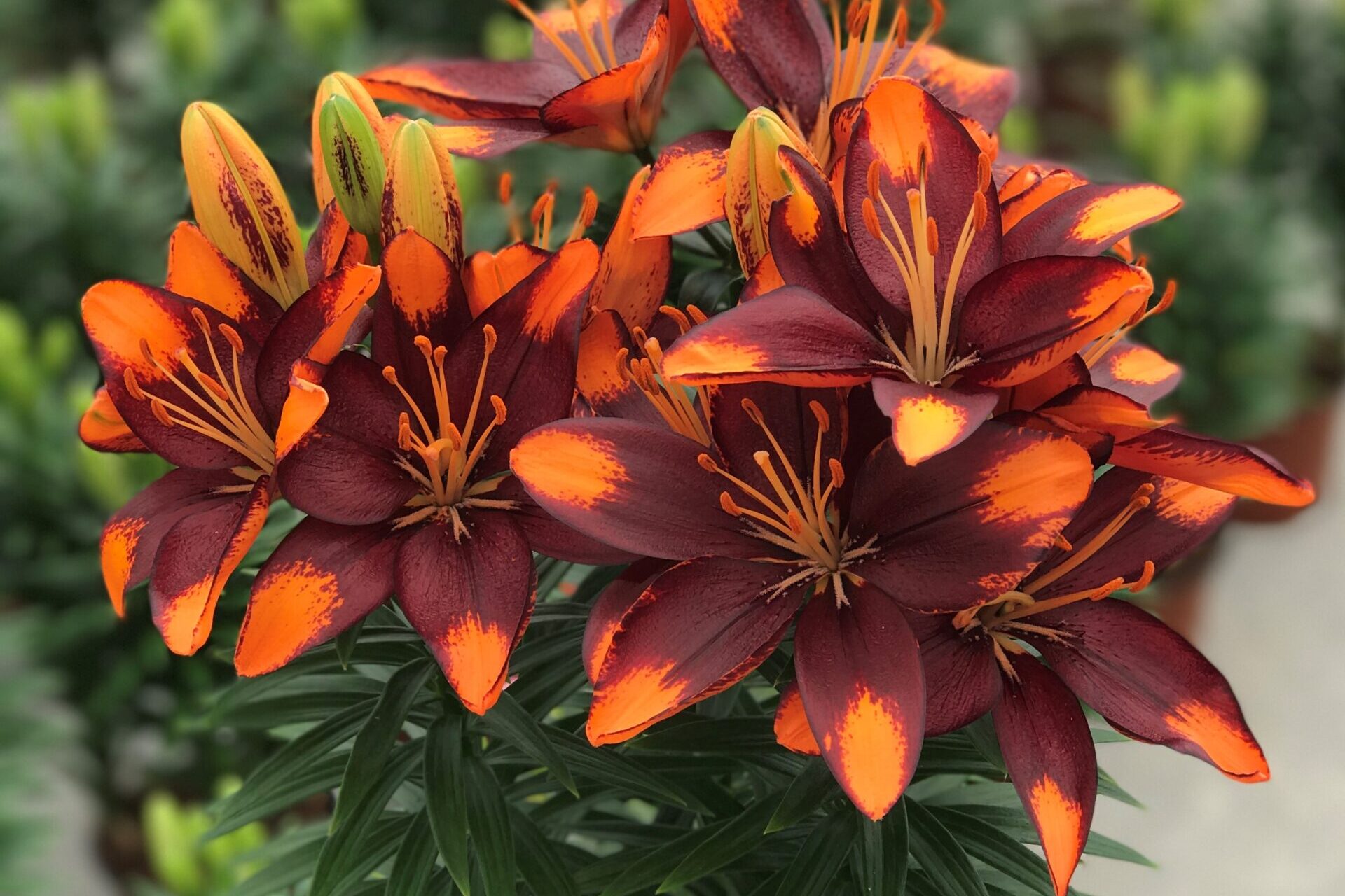 Lilium--Lily-Looks-asiatic-Lily-Looks-Tiny-Lion