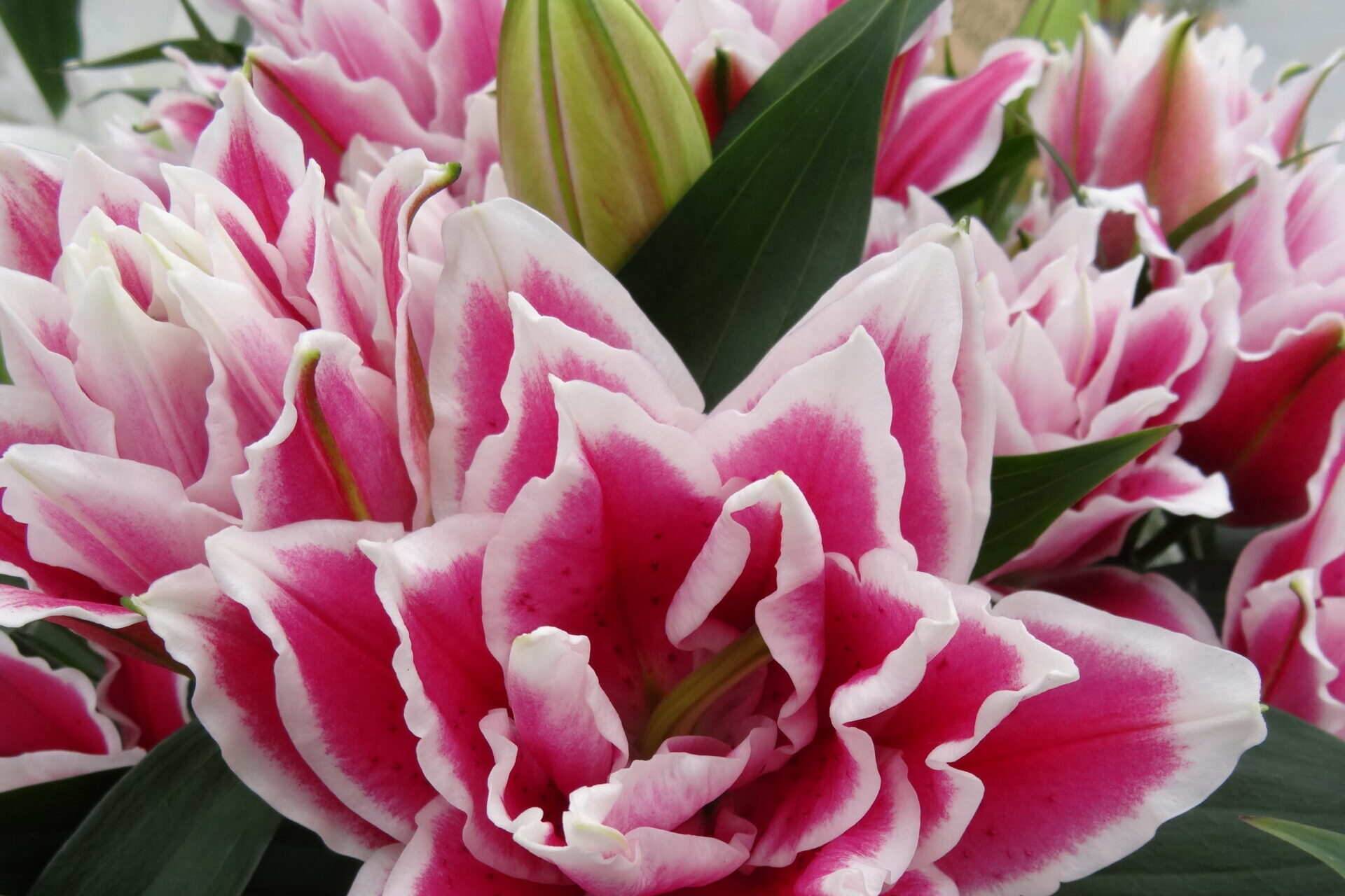 Lily-Double-Flowering-Oriental-Roselily-Rose-Lily-Samantha