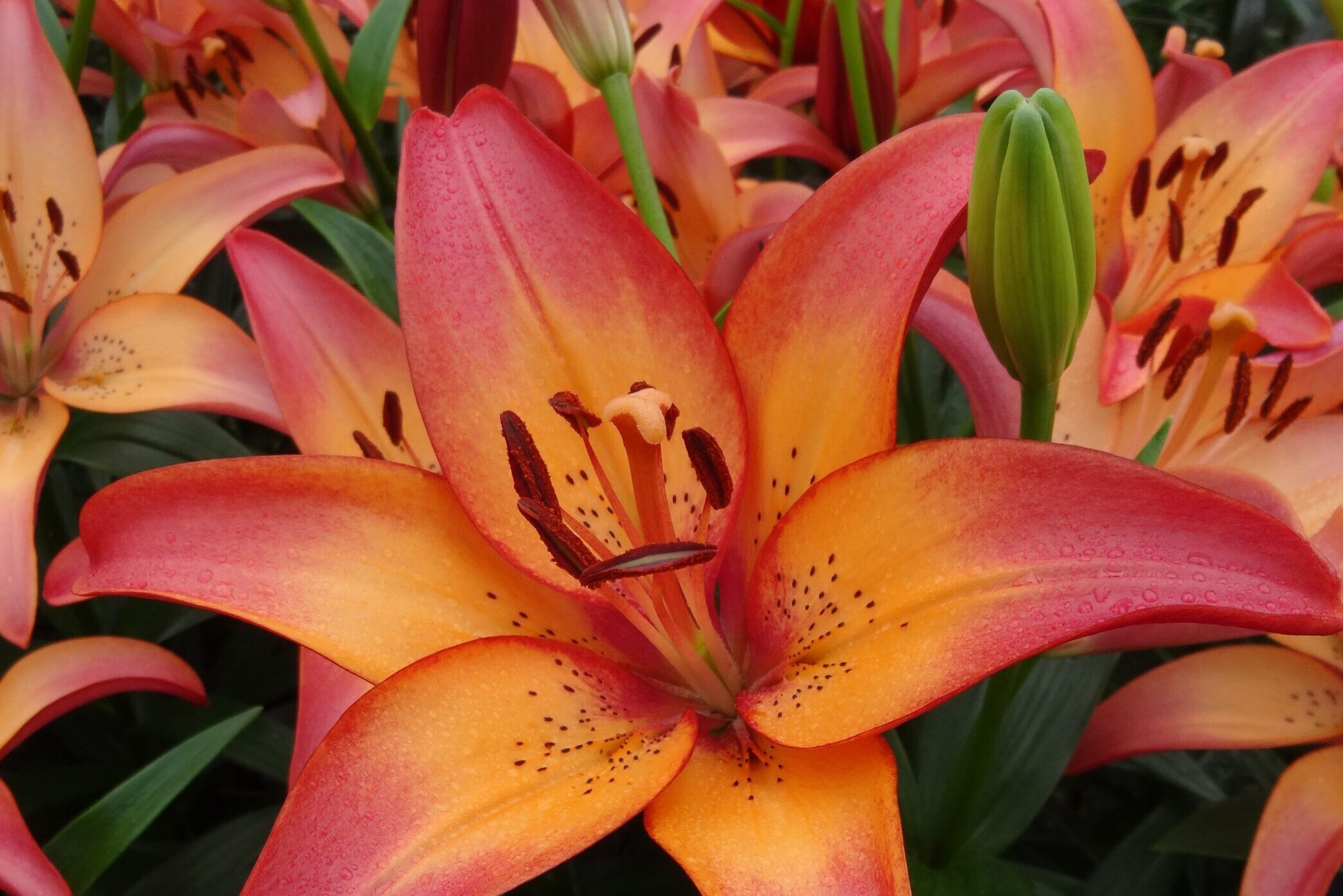 Lily-LA HYbrid-Royal-Sunset