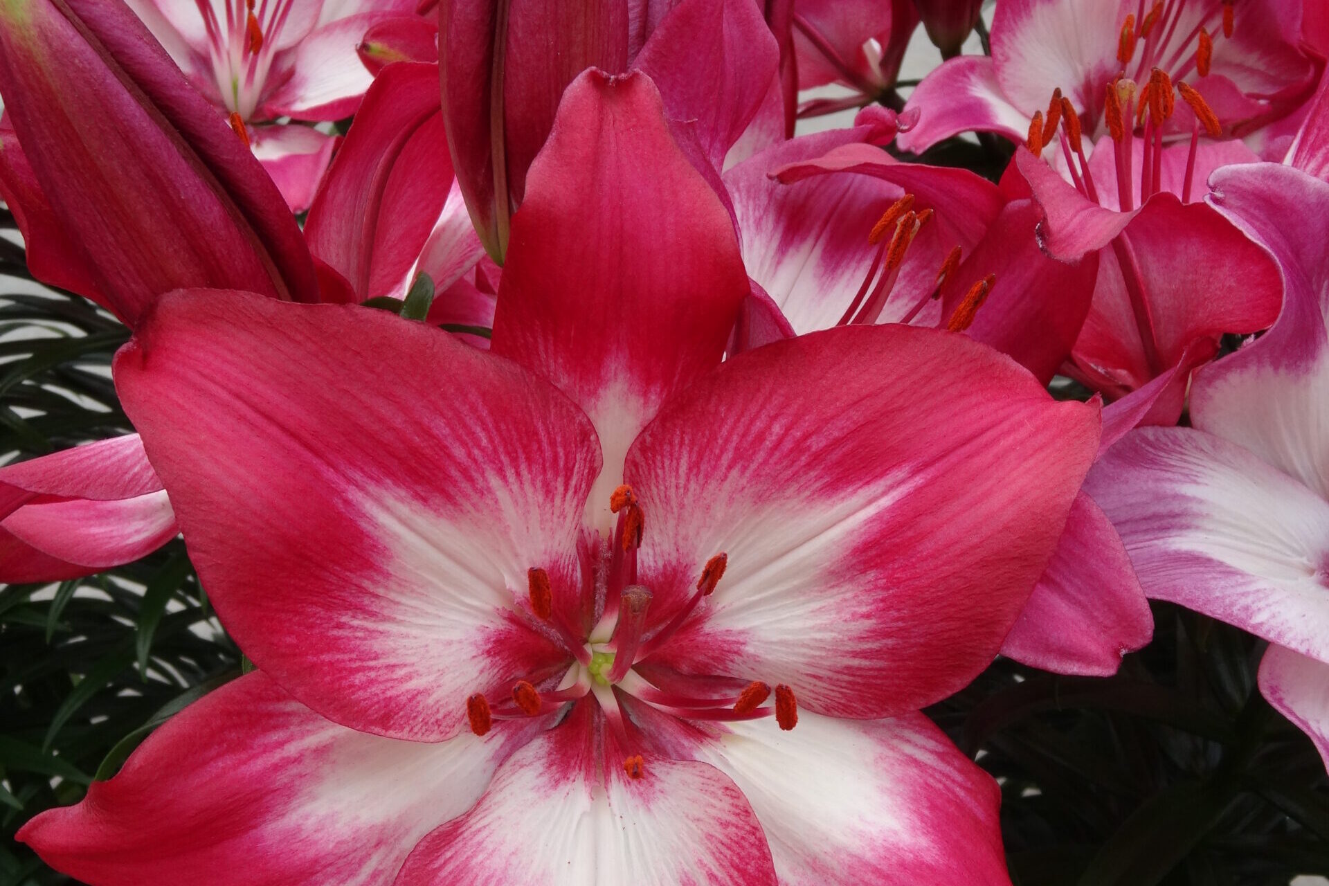 Lily-Looks-Tiny-Diamond