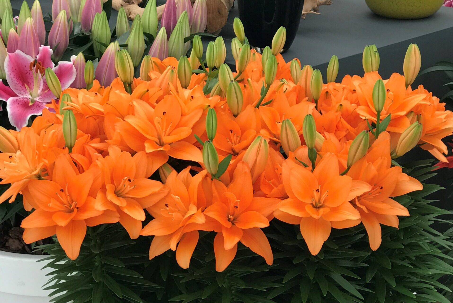 Lily-Looks-Tiny-Double-Dutch