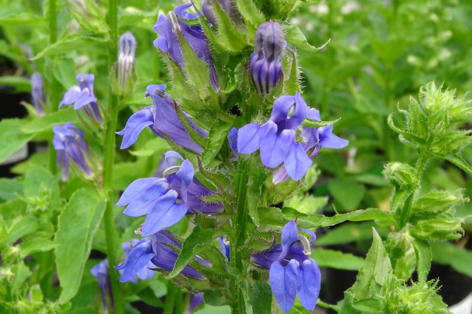 Lobelia-siphilitica-Great-Blue (1)