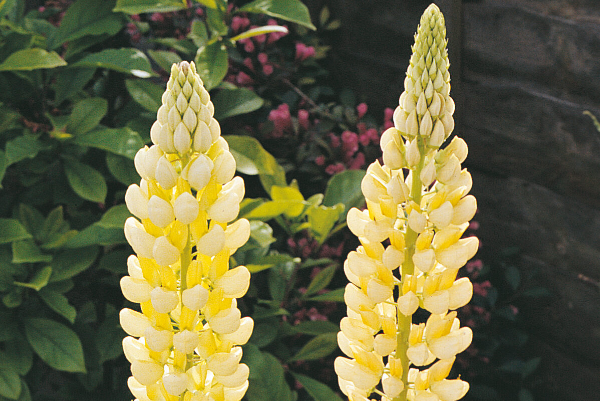 Lupinus-Gallery-Yellow