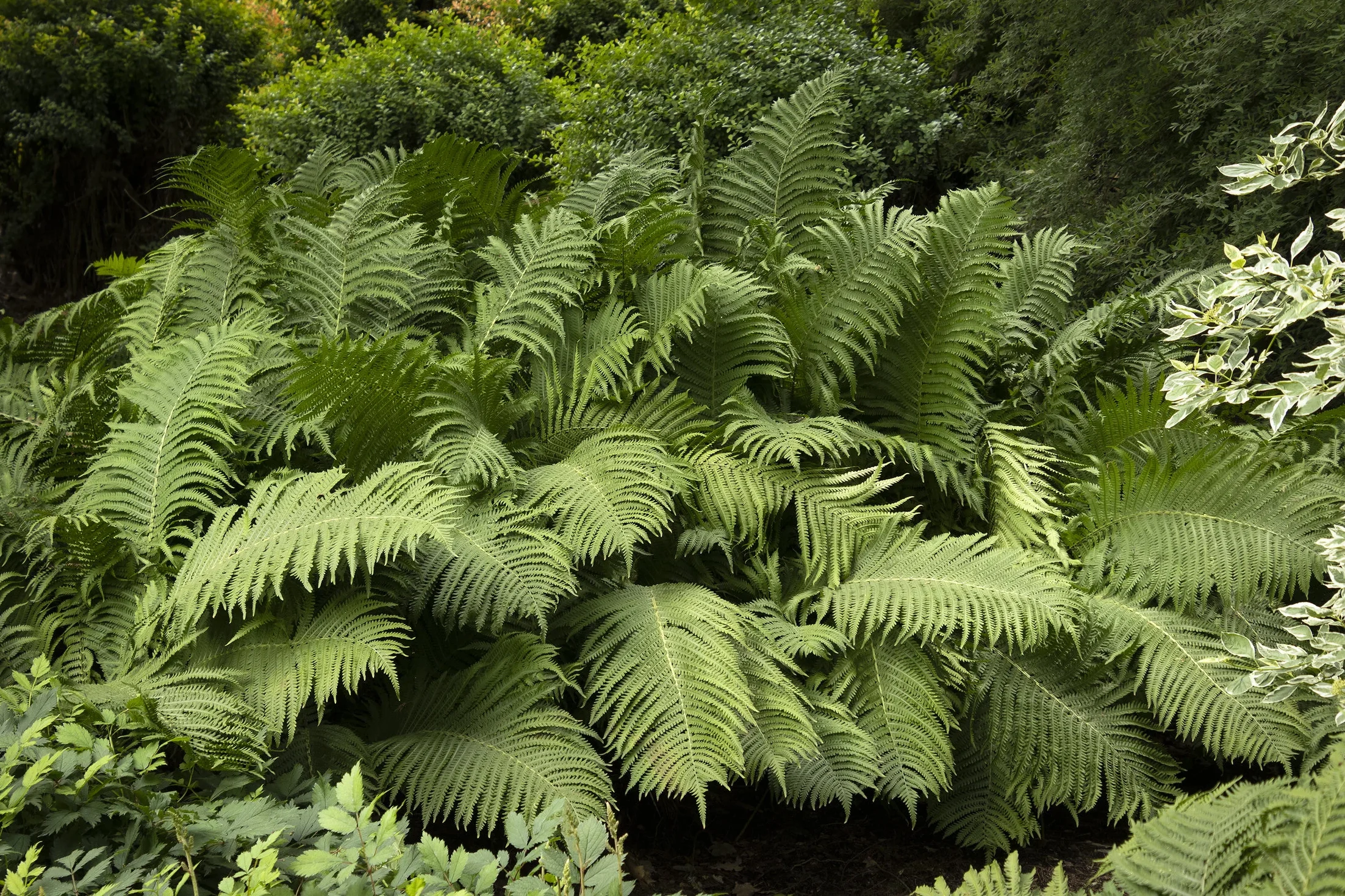 Matteuccia struthiopteris Ostrich Fern