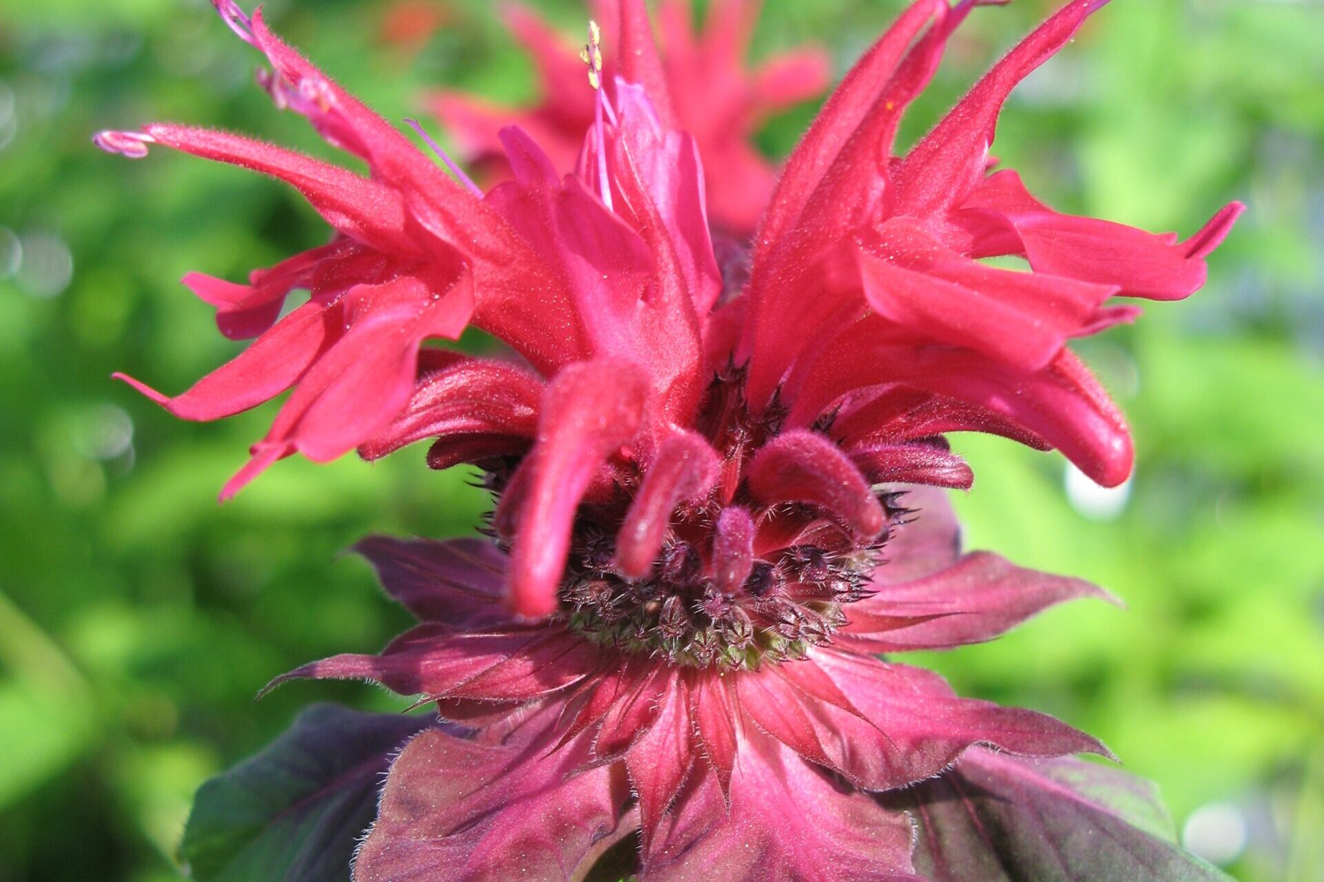 Monarda-Fireball