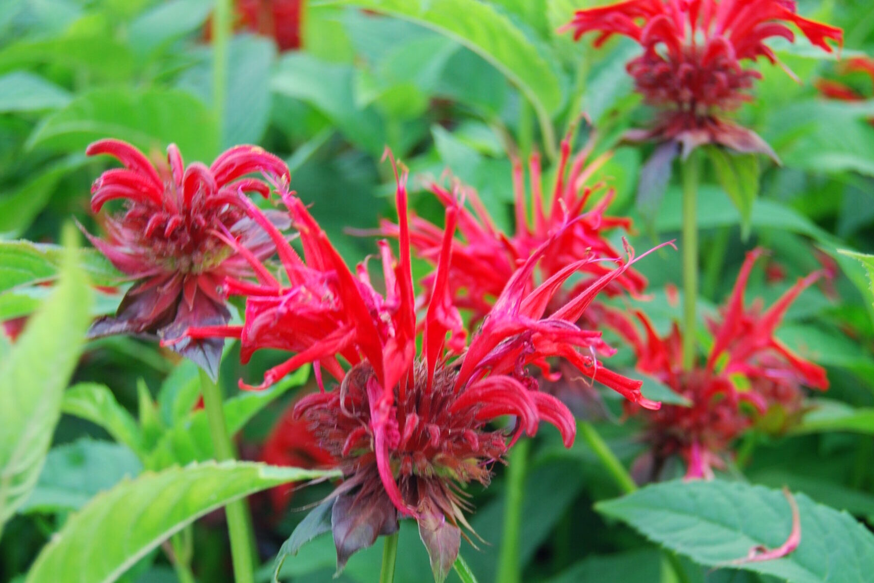 Monarda-Jacob-Cline
