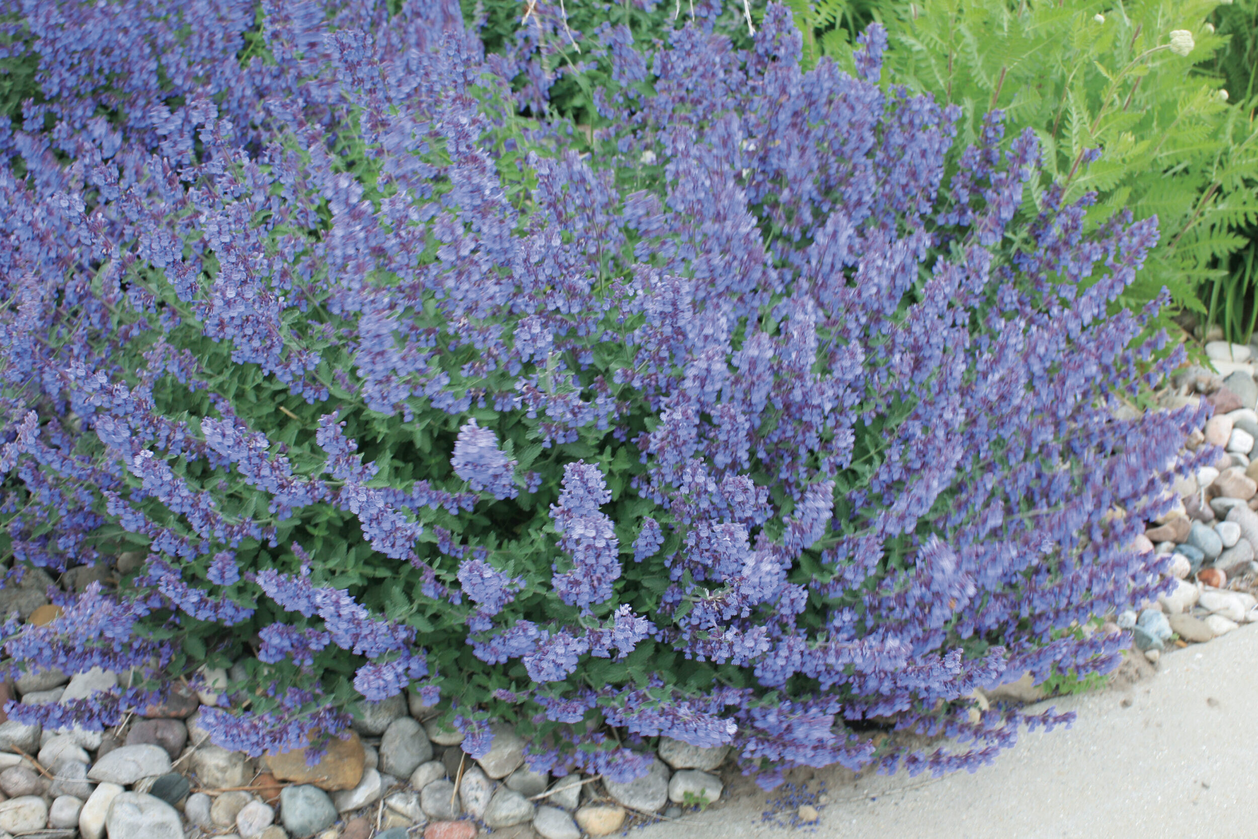 Nepeta-faassenii-Walkers-Low