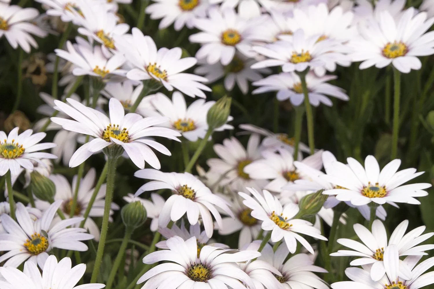 Osteospermum x Avalanche White Sun Daisy