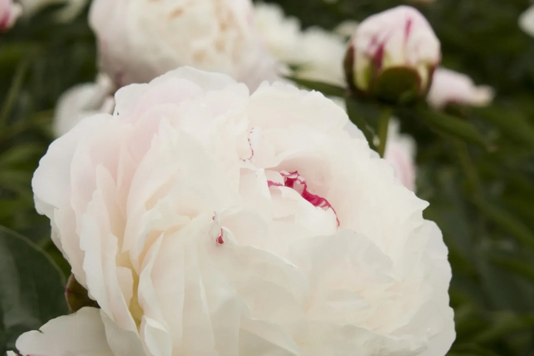 Paeonia hybrid Shirley Temple Double Peony