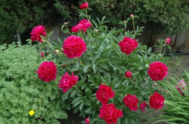 Paeonia lactiflora Felix Crousse Peony