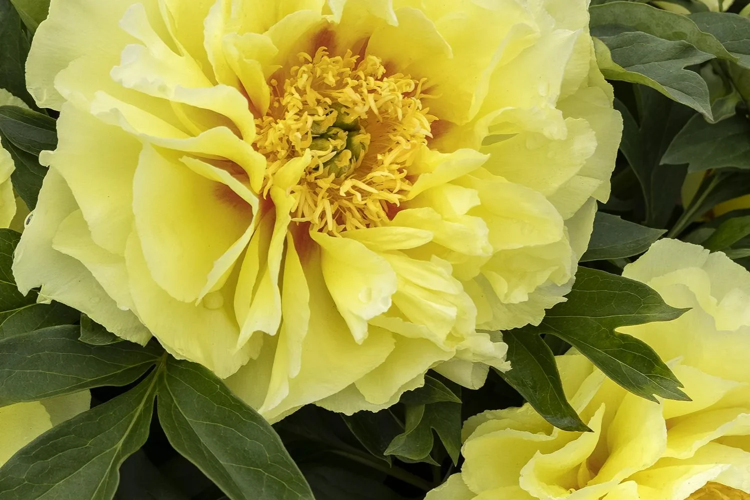 Paeonia x Bartzella Itoh Peony