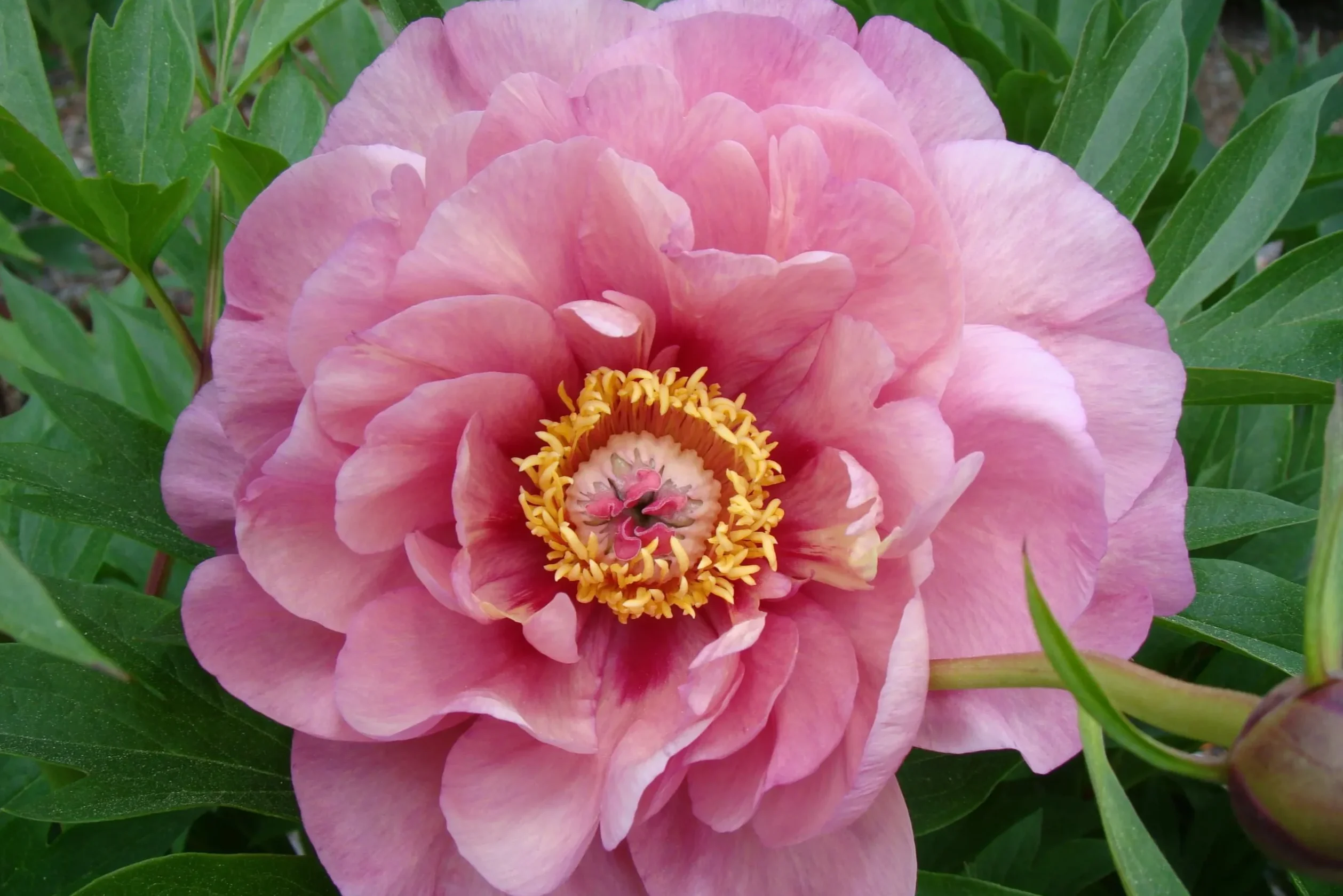 Paeonia x Garden Candy Double Bubble Pink Iroh Peony
