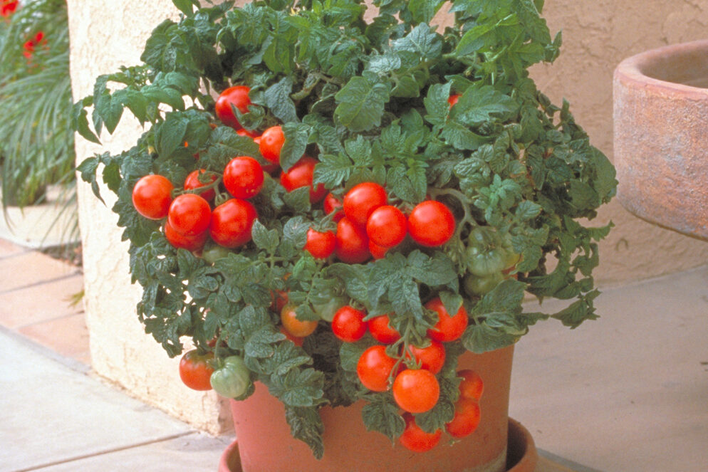 Patio Tomato