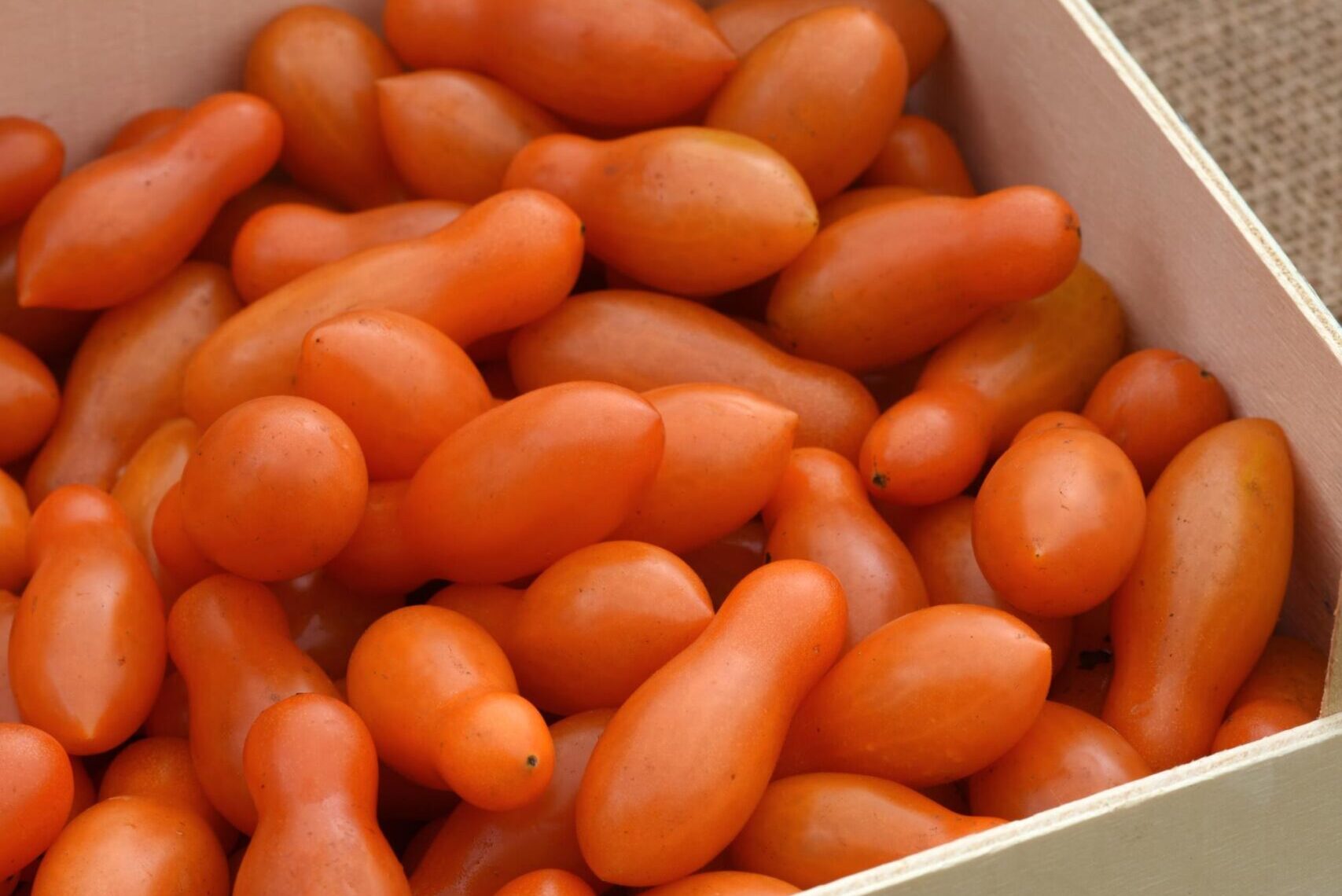 SUN DIPPER_Vegetable_Vegetable
