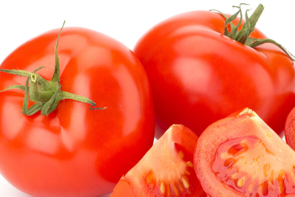 VF TOMATO WISCONSIN 55