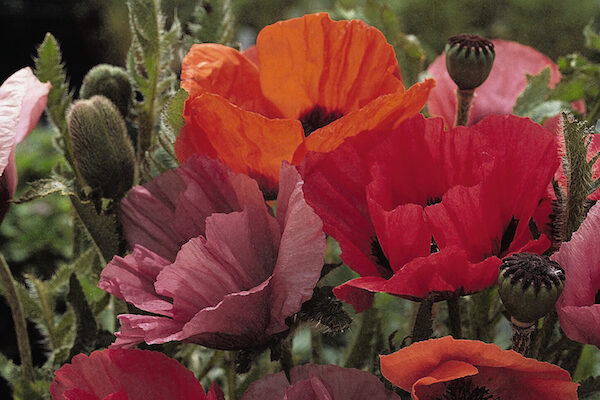 Papaver-orientalis-Fruit-Punch