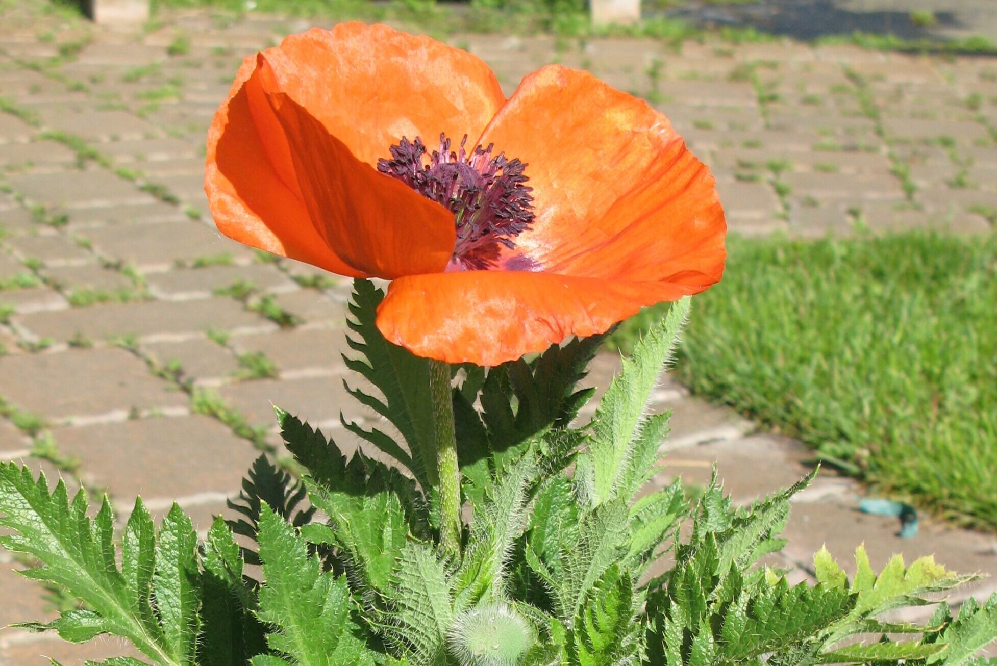 Papaver-orientalis-Prince-of-Orange