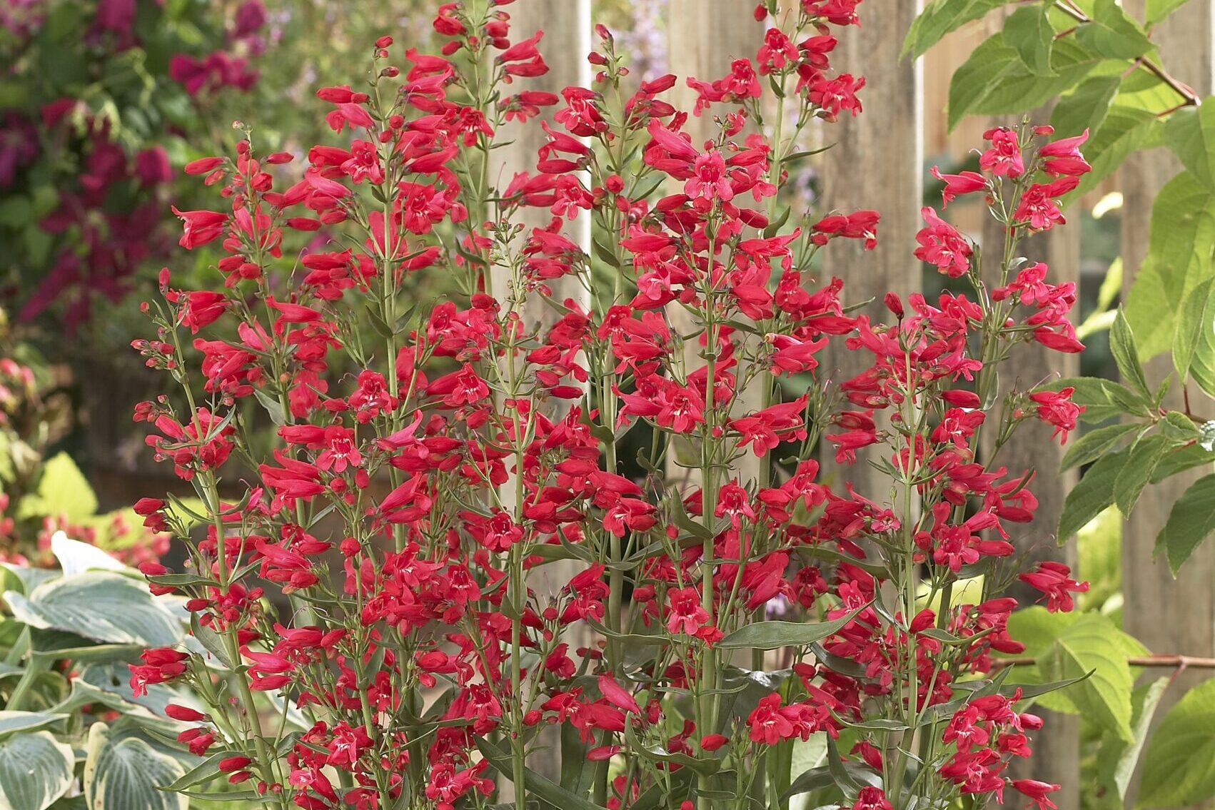 Penstemon-Red-Riding-Hood