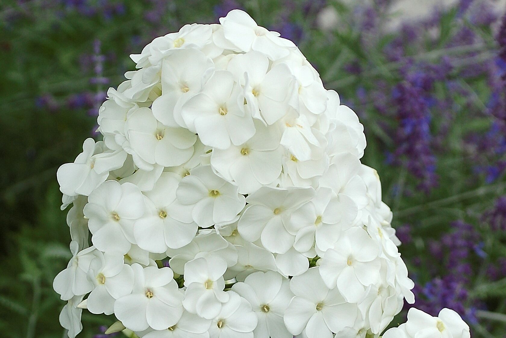 Phlox-paniculata-David
