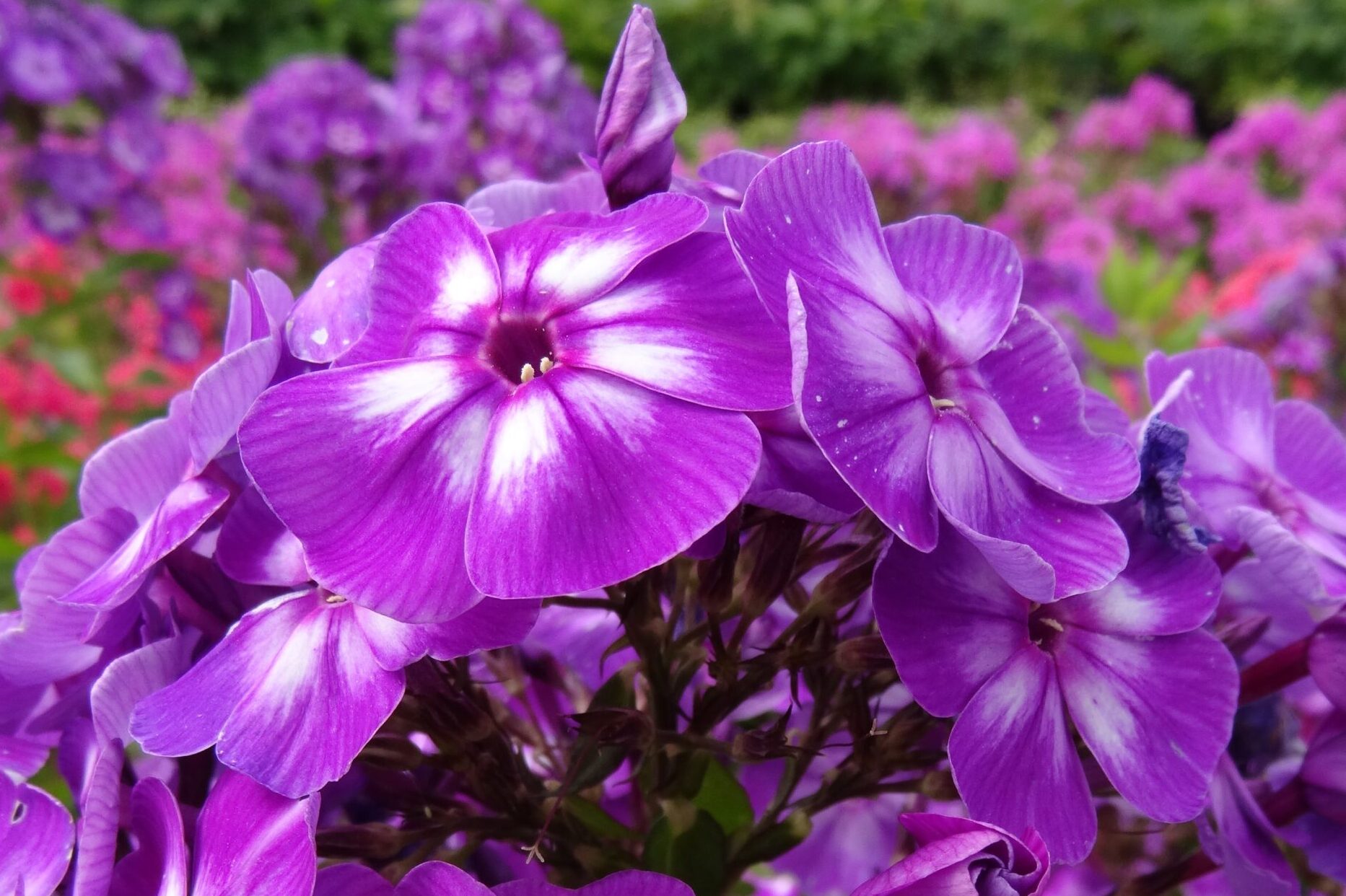 Phlox-paniculata-Laura
