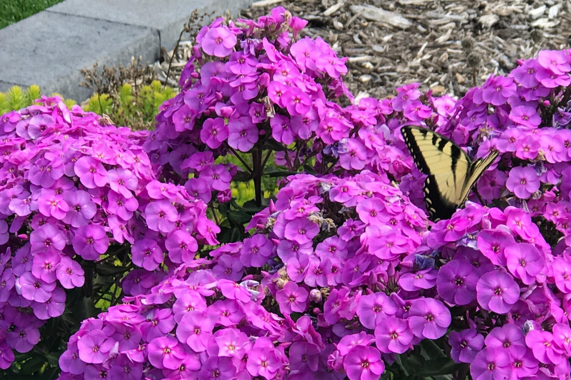 Phlox-paniculata-Super-Ka-Pow-Super-Ka-Pow-Lavender