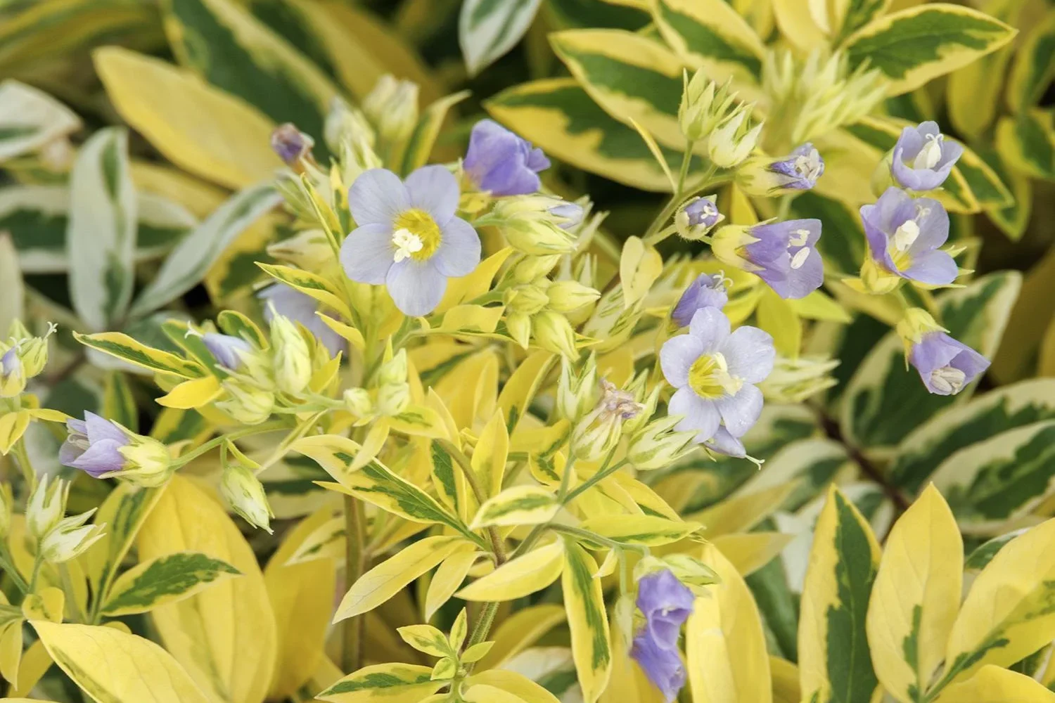 Polemonium pulcherrimum Golden Feathers Jacob's Ladder