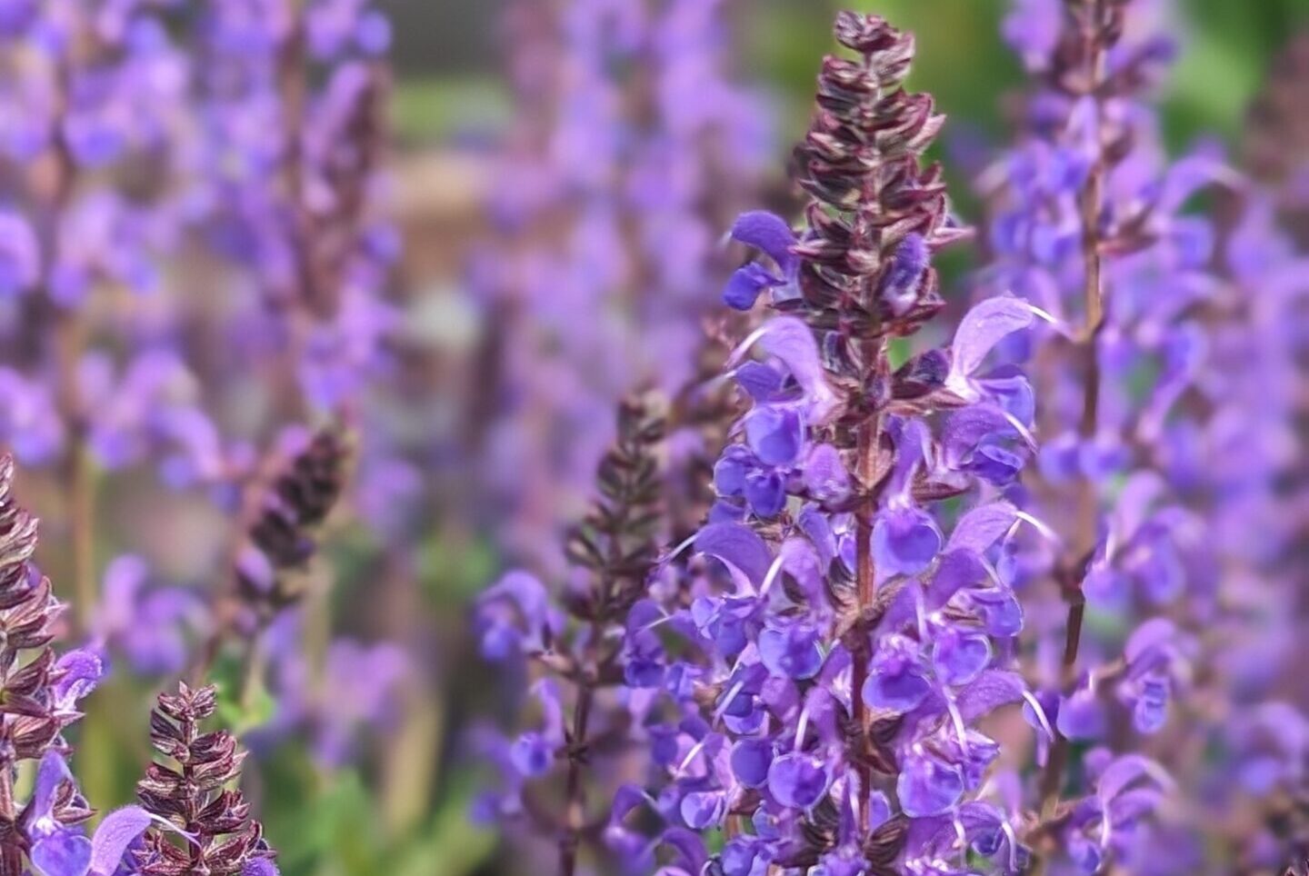 Salvia-hybrida-Blue-By-You