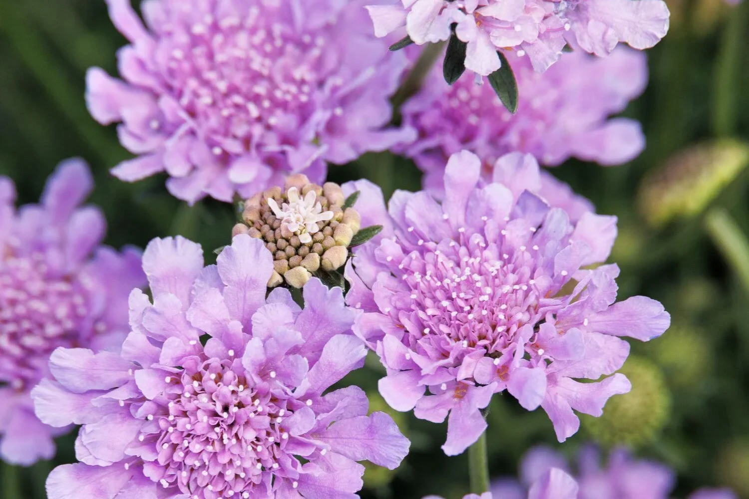 Scabiosa columbaria Flutter Deep Blue Pincushion Flower