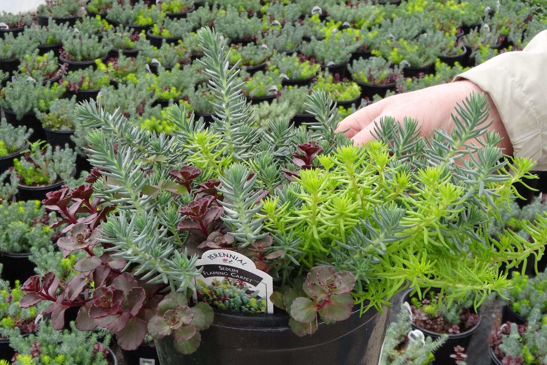 Sedum-Flaming-Carpet